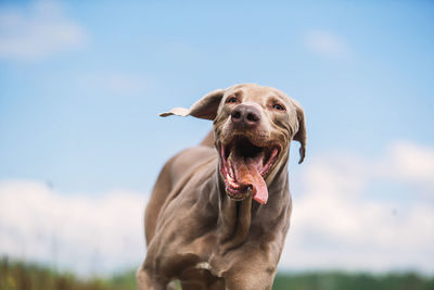 Portrait of a dog