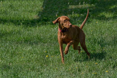 Vizsla running on grassy field