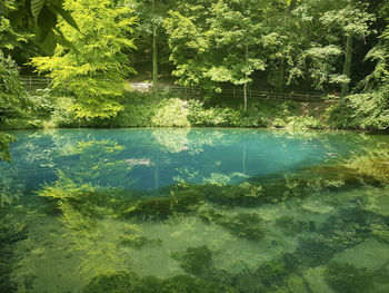 Reflection of trees on lake in forest