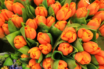 Full frame shot of tulips in market