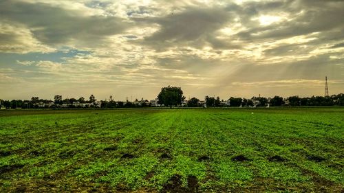 Scenic view of field against sky