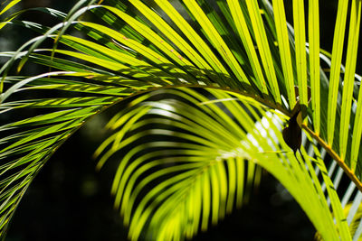 Close-up of palm tree leaves