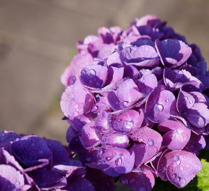 Close-up of wet purple hydrangea