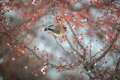 Low angle view of bird on tree