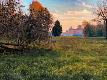 Trees growing on field against sky during sunset