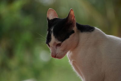 Close-up of a cat looking away