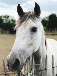 A curious white horse