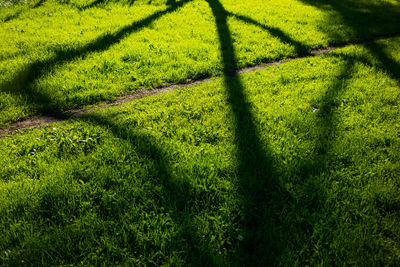 Shadow of tree on field