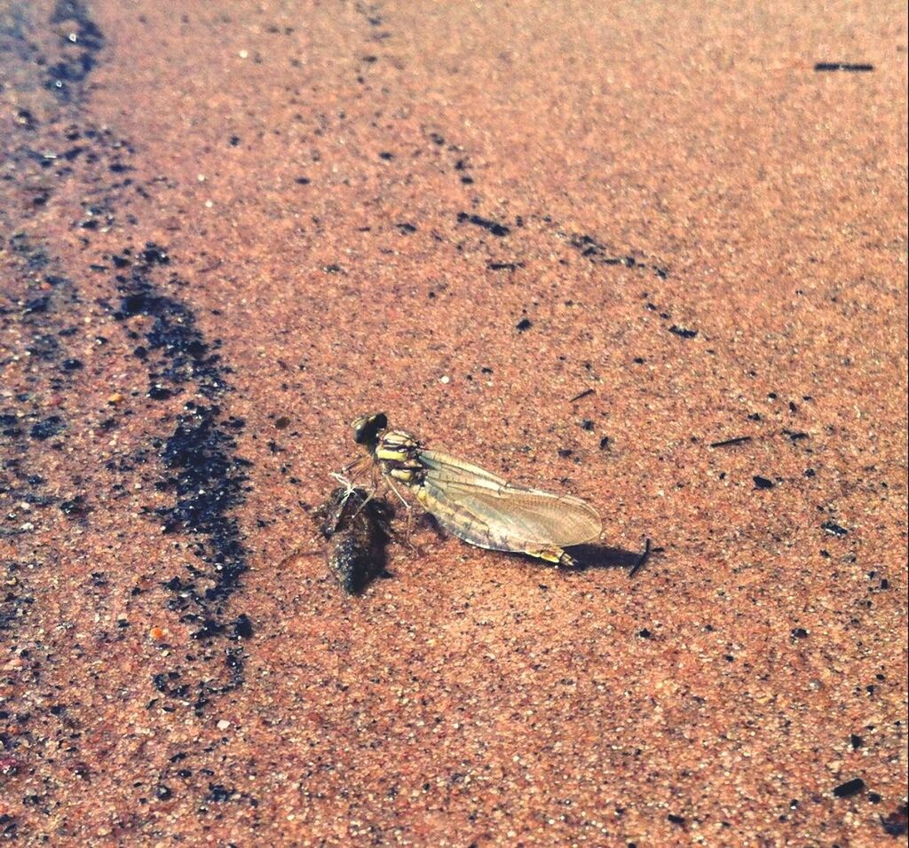 animal themes, animals in the wild, one animal, wildlife, high angle view, dead animal, sand, fish, nature, beach, sea life, close-up, death, no people, day, reptile, crab, outdoors, insect, animal shell