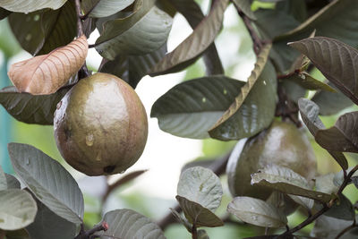 Red guava and leaves in the garden, guava tree, close-up of fruits growing on tree