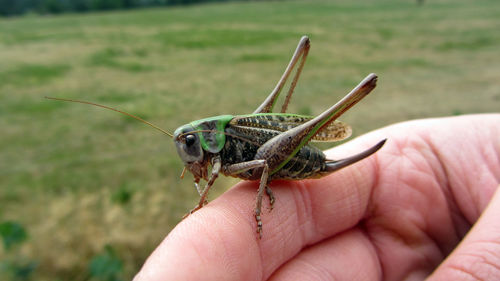 Close-up of grasshopper on hand