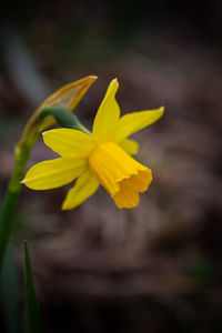 Close-up of yellow flowering plant