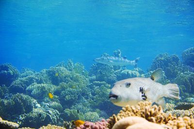 View of fish swimming in sea