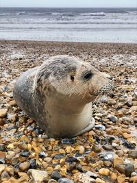 View of pebbles on beach