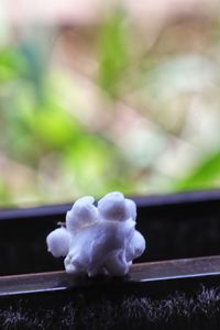 Close-up of white flowering plant