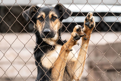 Close-up of dog looking through chainlink fence