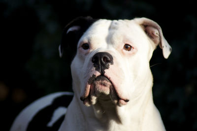 Close-up portrait of dog