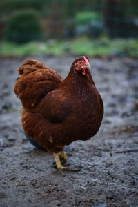 Close-up of a bird on land