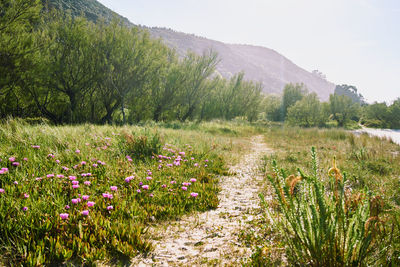 Scenic view of flowering plants on field against sky