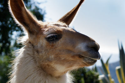 Close-up of llama against sky