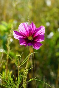 Close-up of pink flower blooming outdoors