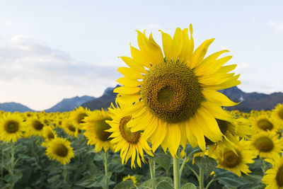 Close-up of sunflower field