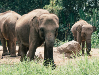 Elephant in a farm