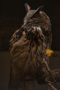 Close-up of owl perching