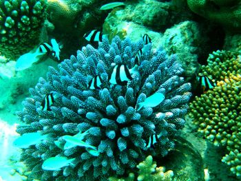 Fish swimming in sea