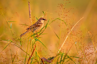Bird perching on plant