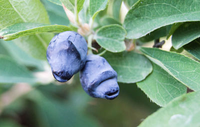 Ripe and juicy honeysuckle berries on green leaves. vegetarian background,