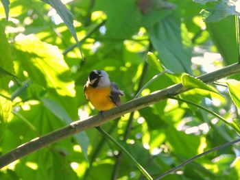 Birds perching on branch