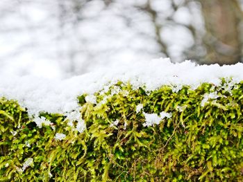 Close-up of snow on plant during winter