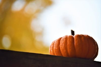 Close-up of pumpkin on table