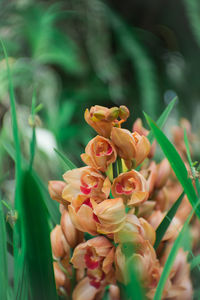 Close-up of flowering plant