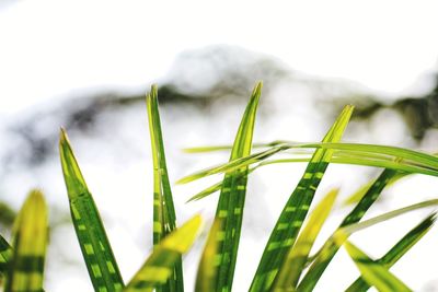 Close-up of fresh green plant against sky