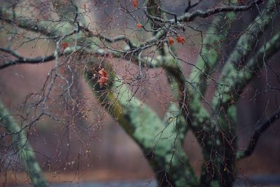 Branches of a tree