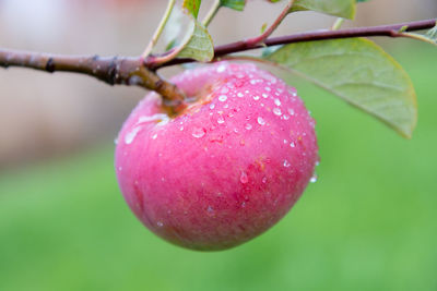 Close-up of apple growing on plant