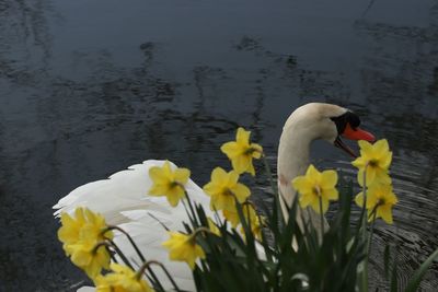 View of a bird on a lake