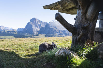 View of a horse on field