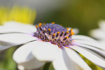 Close-up of white flowering plant