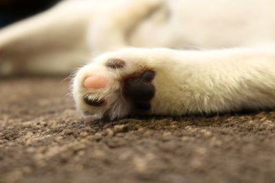 Close-up of a dog