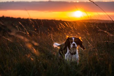 Dog on field during sunset