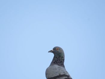 Low angle view of pigeon against clear blue sky