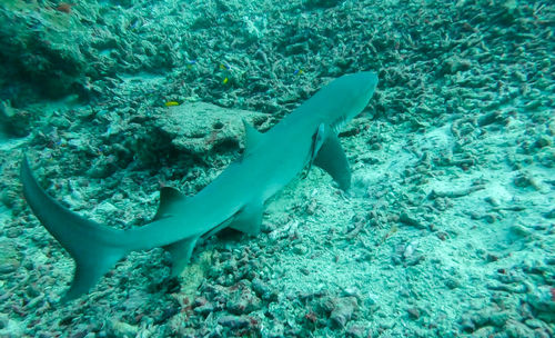 Close-up of fish swimming in sea