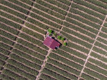 High angle view of rice on field