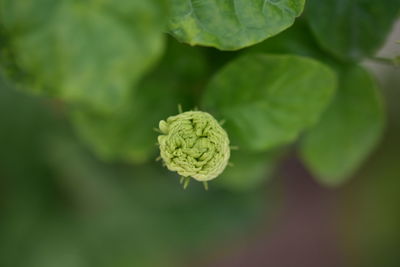 Close-up of green flower bud