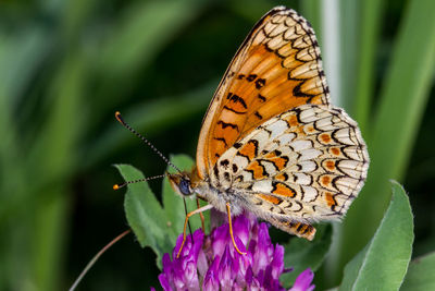 Close-up of butterfly pollinating on flower