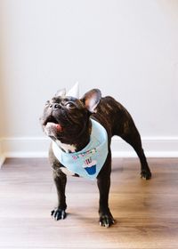 Portrait of a dog over white background