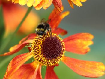 Close-up of insect on flower